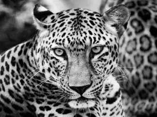 DIMITRI ERSLER - Young Leopard