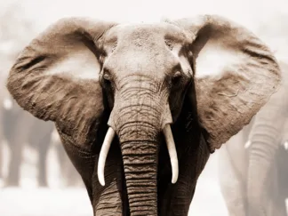 ANONYMOUS - African Elephant