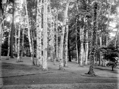 ANONYMOUS - Among the Birches