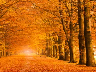 PANGEA IMAGES - Woods in Autumn