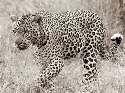 ANONIMO - Leopard Hunting