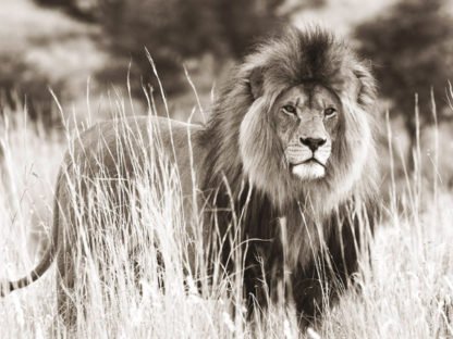 ANONYMOUS - Male Lion