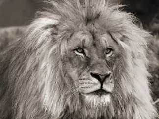 PANGEA IMAGES - King of Africa
