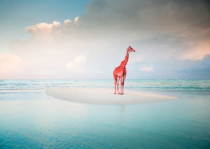 ARLO WREN PHOTOS - Oceanic Savannah