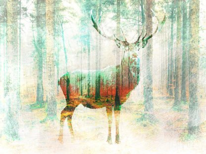 ARLO WREN PHOTOS - Lord of the Woods