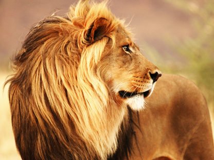 ANONYMOUS - Male Lion, Namibia