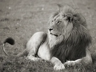 PANGEA IMAGES - Male Lion, Serengeti National Park