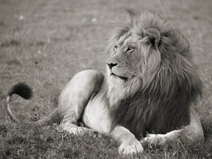 PANGEA IMAGES - Male Lion, Serengeti National Park