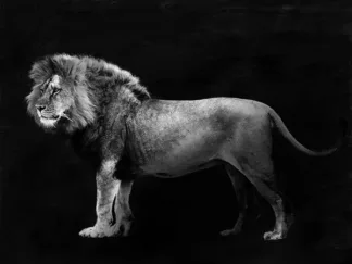 JULIAN LAUREN - Panthera Leo
