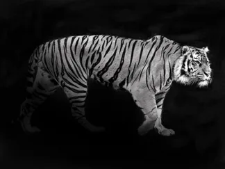 JULIAN LAUREN - Panthera Tigris