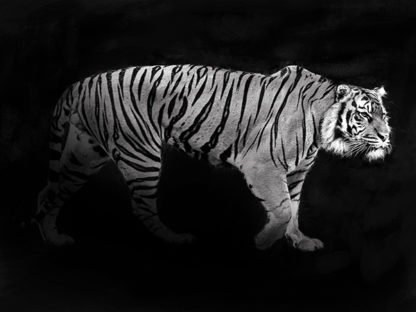 JULIAN LAUREN - Panthera Tigris