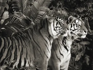 PANGEA IMAGES - Two Bengal Tigers (BW)