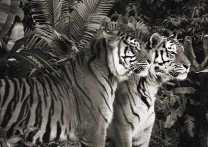 PANGEA IMAGES - Two Bengal Tigers (BW)