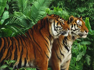 PANGEA IMAGES - Two Bengal Tigers