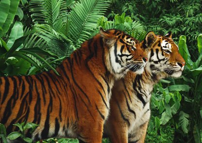 PANGEA IMAGES - Two Bengal Tigers