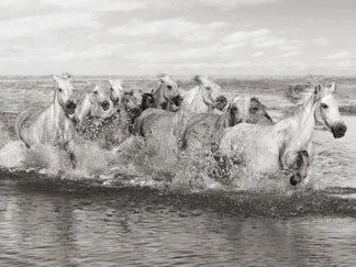 PANGEA IMAGES - Herd of Horses, Camargue