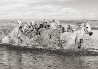 PANGEA IMAGES - Herd of Horses, Camargue