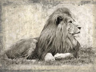 MARC MOREAU - Memories of Africa I