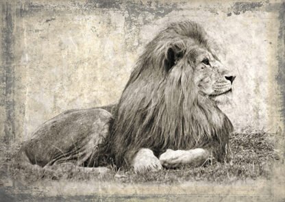 MARC MOREAU - Memories of Africa I