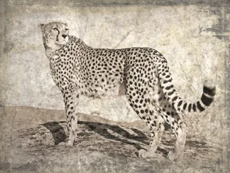 MARC MOREAU - Memories of Africa II