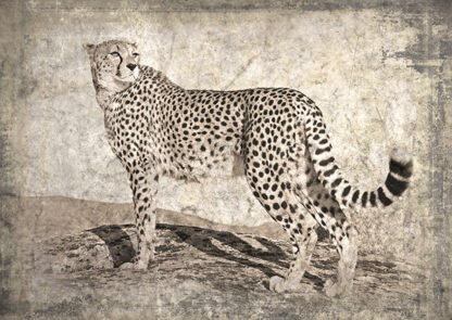 MARC MOREAU - Memories of Africa II