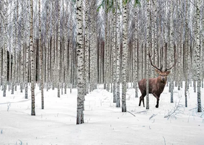 PANGEA IMAGES - Stag in Birch Forest Norway
