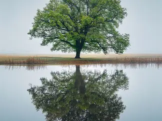 PANGEA IMAGES - Tree Reflection Berkshire, UK