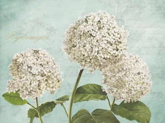 REMY DELLAL - Hydrangeas I (Aqua)