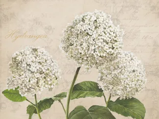 REMY DELLAL - Hydrangeas I (Neutre)