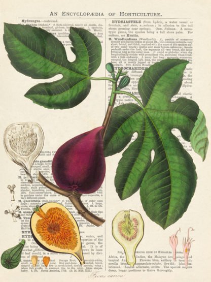 REMY DELLAL - Fruits de Saison, Figues