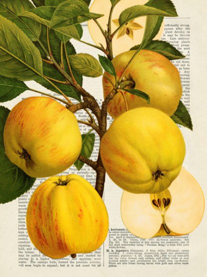 REMY DELLAL - Fruits de Saison, Pommes