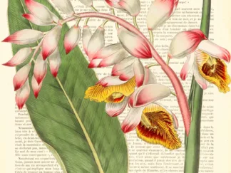 REMY DELLAL - Vintage Botany II