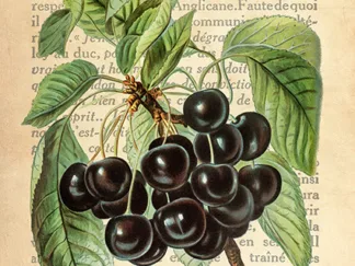 REMY DELLAL - Cherries, After J. Wright