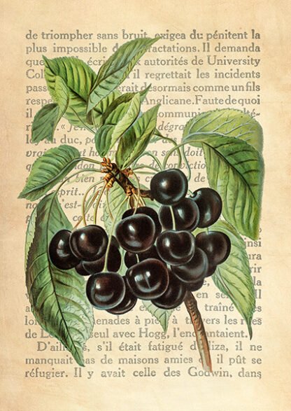 REMY DELLAL - Cherries, After J. Wright
