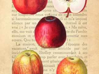 REMY DELLAL - Apple, After Redouté