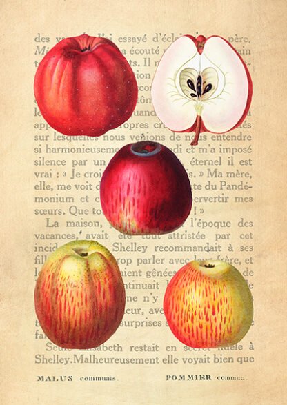 REMY DELLAL - Apple, After Redouté