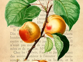 REMY DELLAL - Apricot, After Redouté