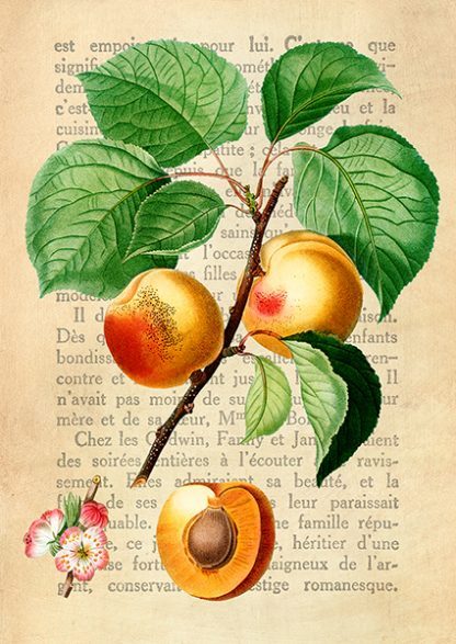 REMY DELLAL - Apricot, After Redouté