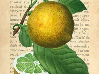 REMY DELLAL - Grapefruit, After Redouté
