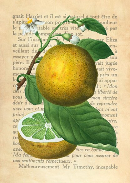 REMY DELLAL - Grapefruit, After Redouté