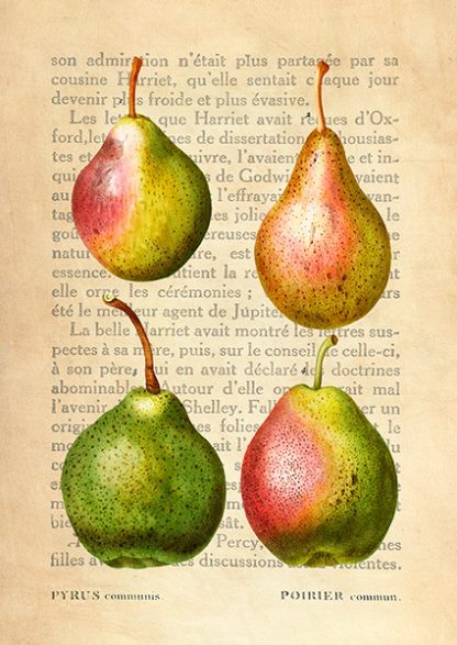 REMY DELLAL - Pears, After Redouté