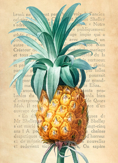 REMY DELLAL - Pineapple, After Redouté