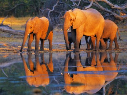 FRANK KRAHMER - African Elephants, Okavango, Botswana