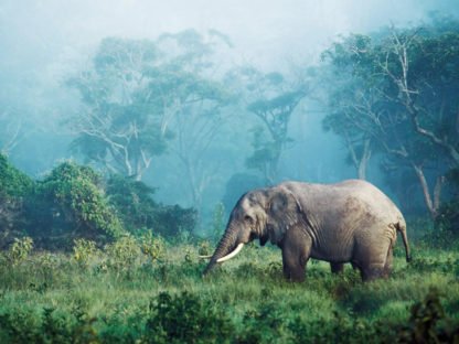 FRANK KRAHMER - African Elephant, Tanzania
