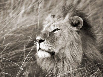 FRANK KRAHMER - African Lion, Kenya