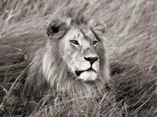 FRANK KRAHMER - African Lion, Masai Mara, Kenya