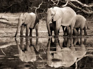 FRANK KRAHMER - African Elephants, Okavango, Botswana