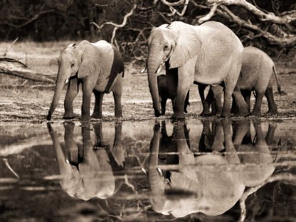 FRANK KRAHMER - African Elephants, Okavango, Botswana