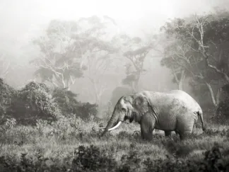 FRANK KRAHMER - African Elephant, Ngorongoro Crater, Tanzania