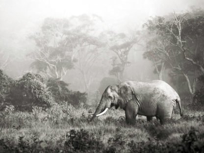 FRANK KRAHMER - African Elephant, Ngorongoro Crater, Tanzania